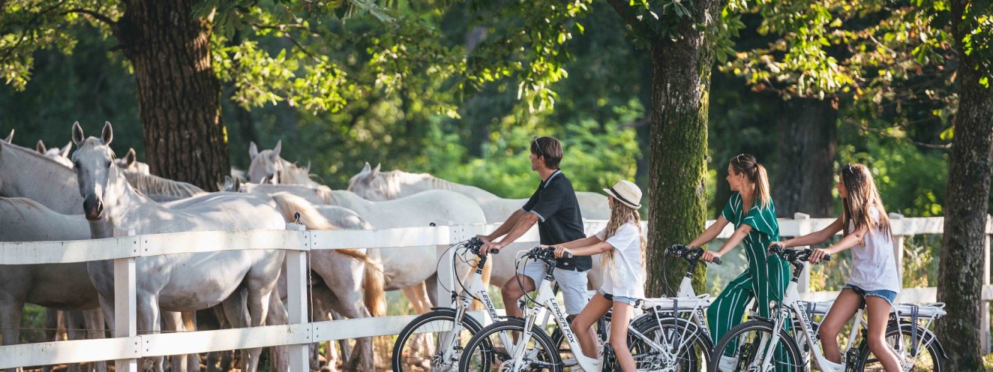 Museum Summer Night in Lipica