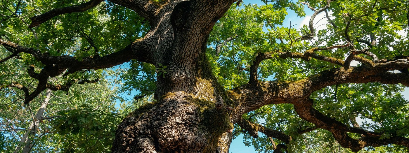 Rezultati anketiranja Zelene sheme slovenskega turizma