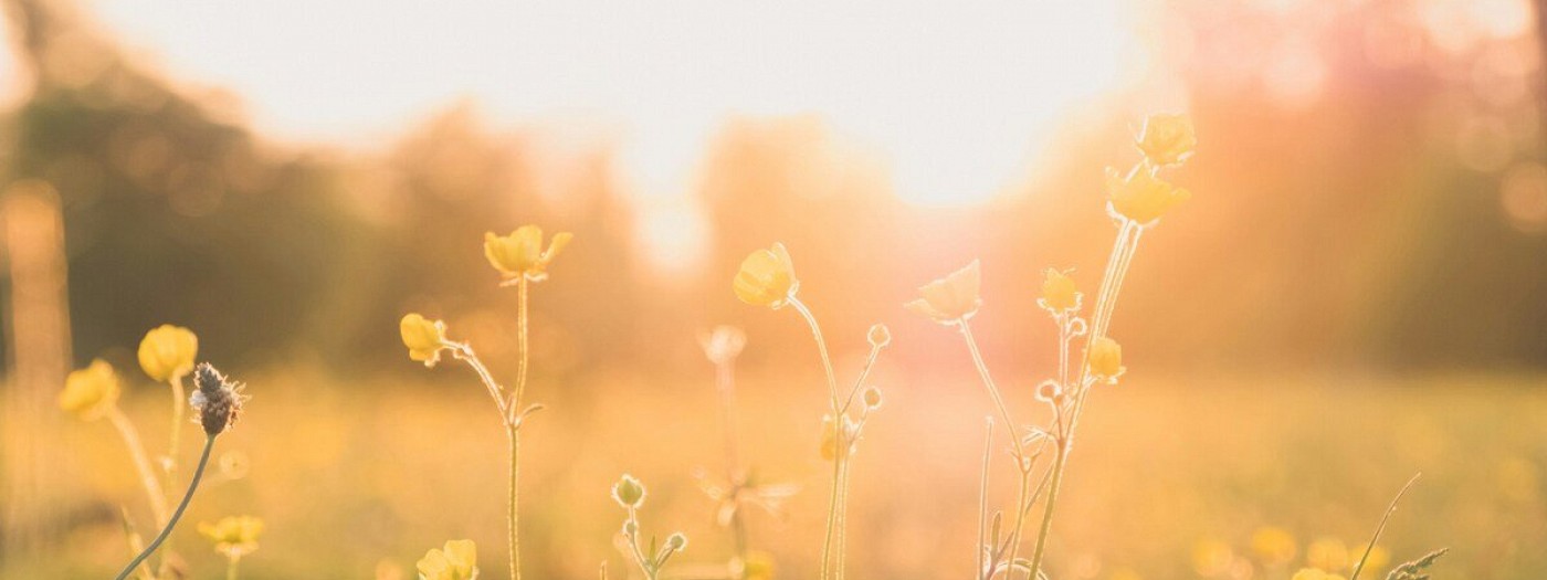 Pomladanske cvetlice