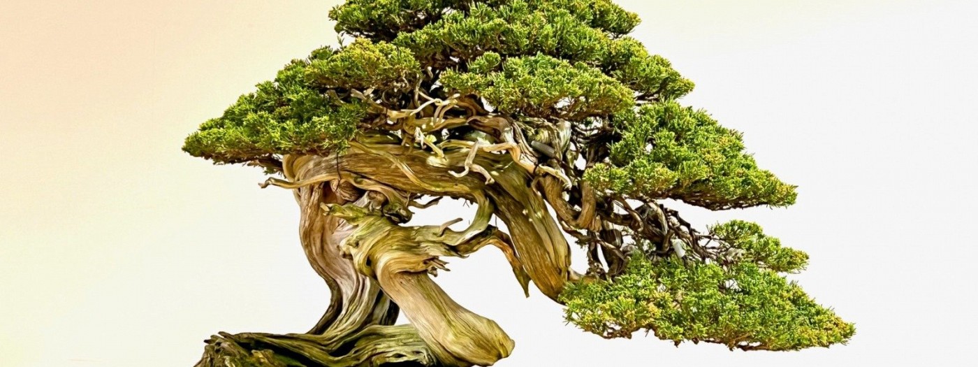 Japonski dnevi v Botaničnem vrtu Sežana