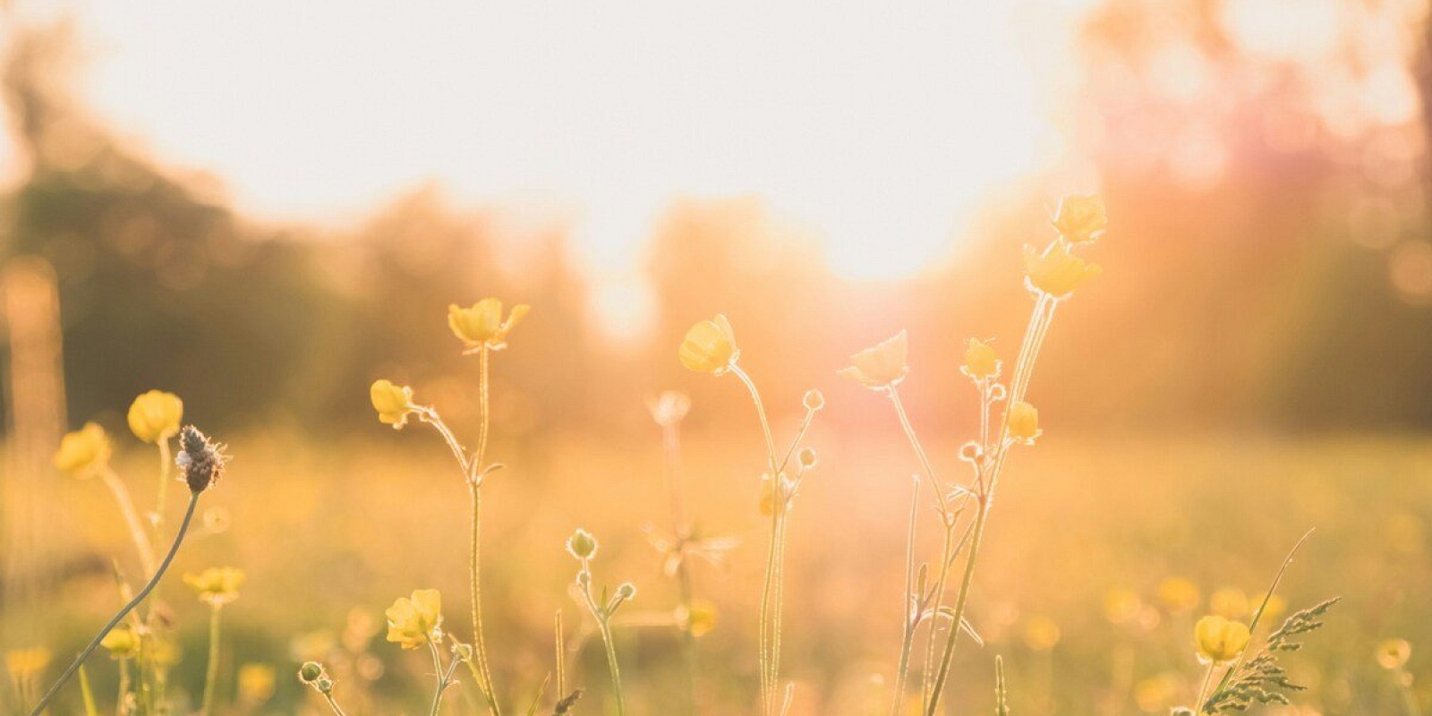 Pomladanske cvetlice