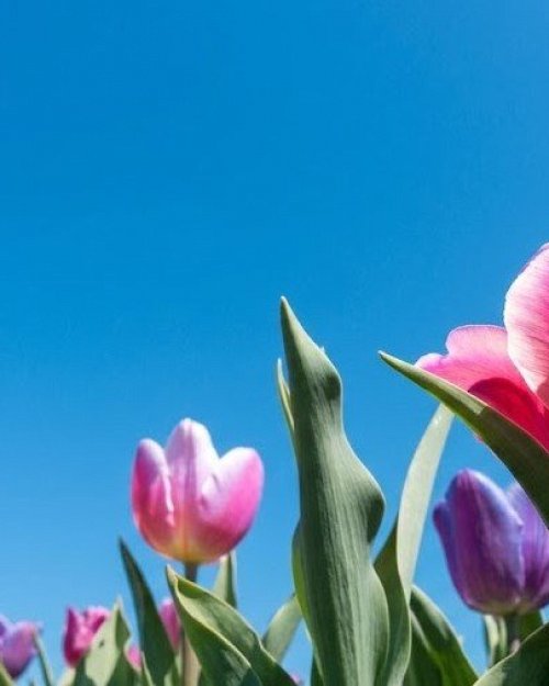 Velikonočni koncert Pihalnega orkestra Divača