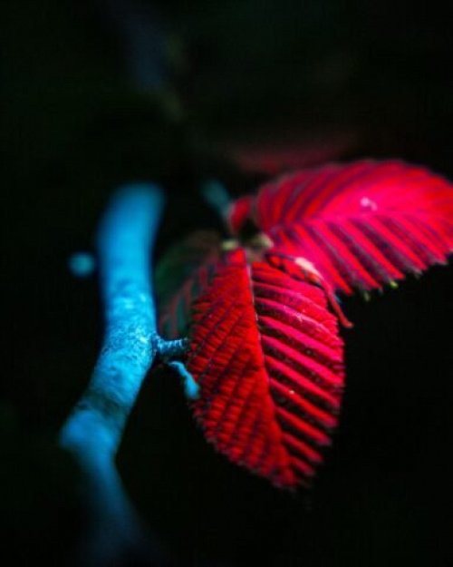 Glow Night Walk