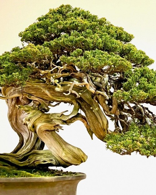Japonski dnevi v Botaničnem vrtu Sežana