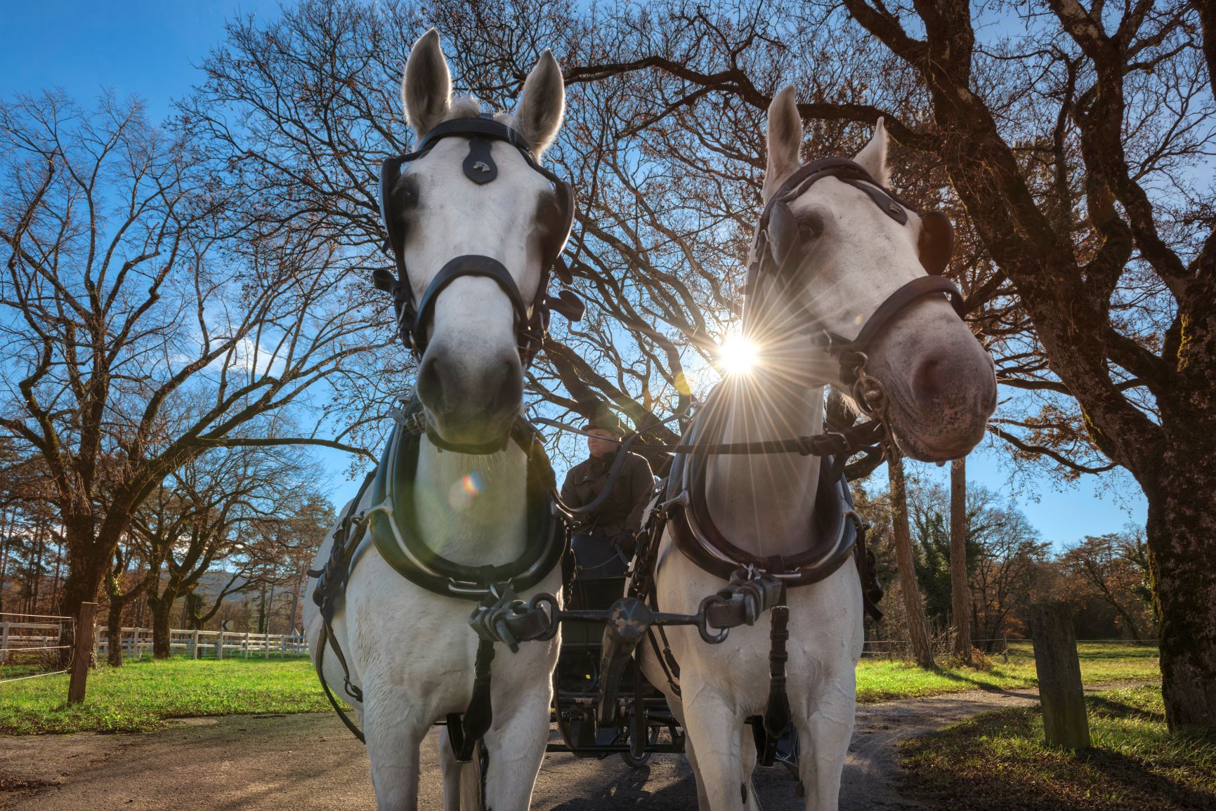 Museum Summer Night in Lipica