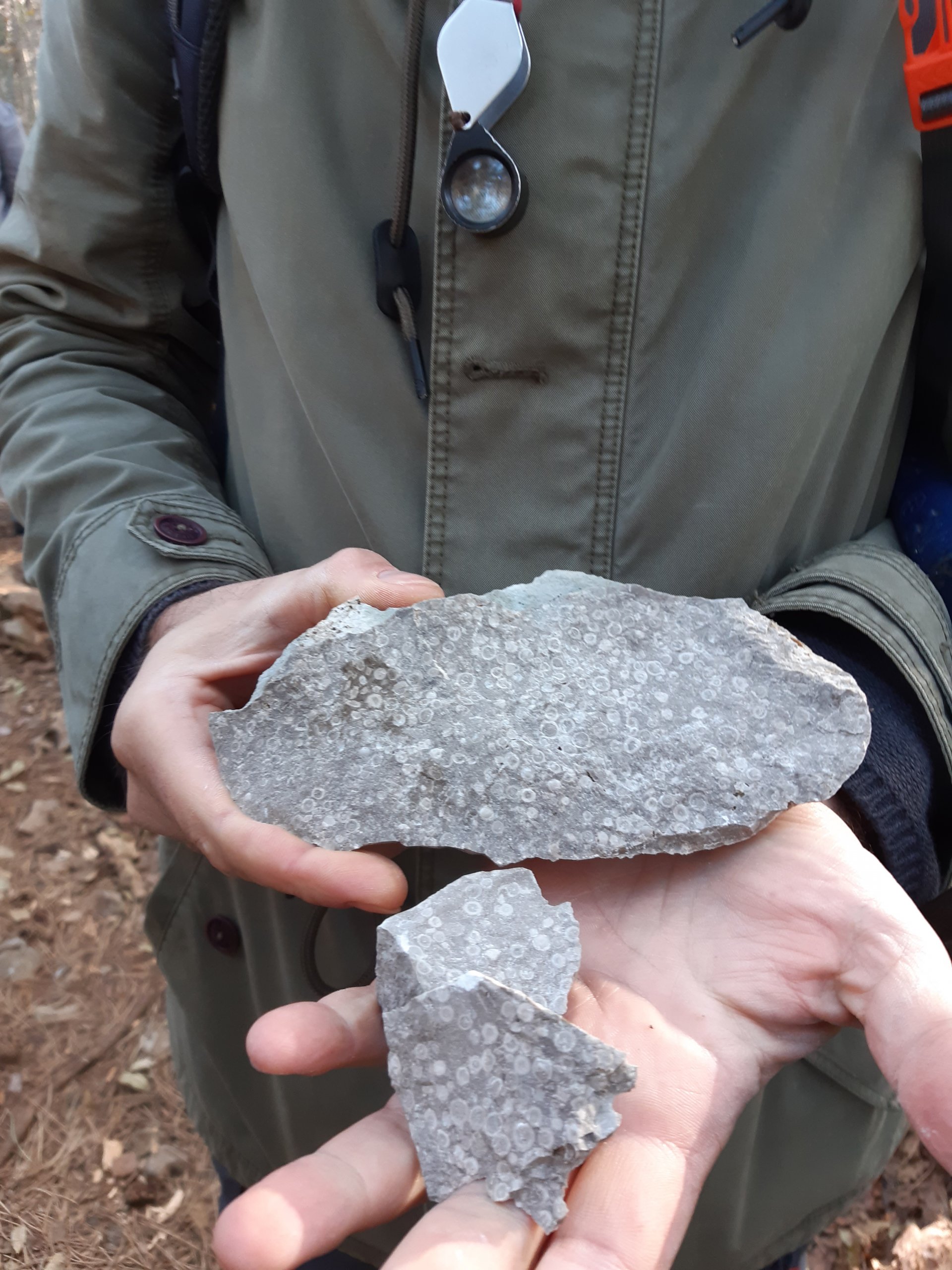 Prepoznavanje in popularizacija fosilne favne Krasa: foraminifere in drugi predstavniki morskega mikrosveta
