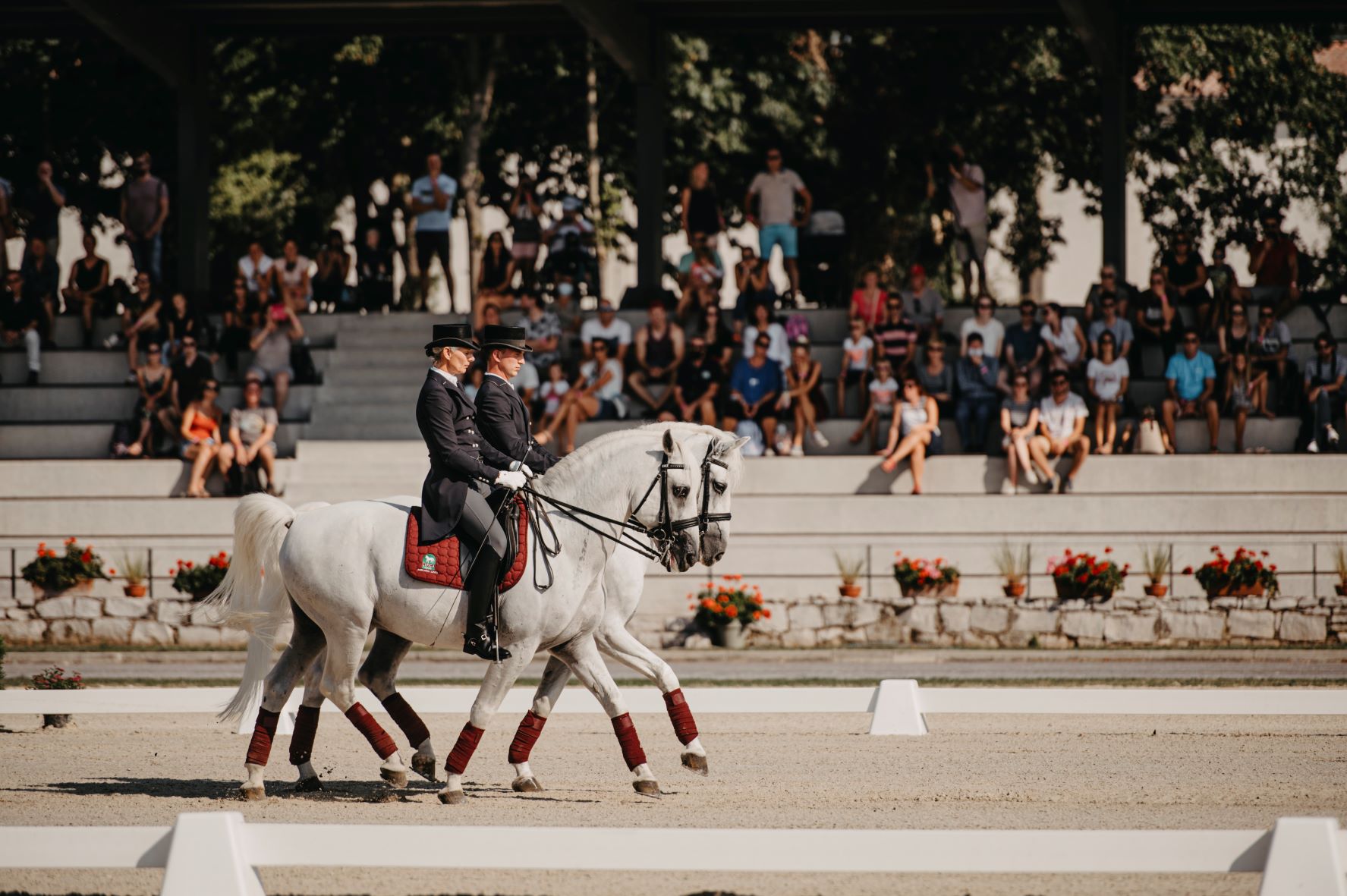 Day of the Lipica Stud Farm: Vlado Kreslin & Magnificent Maelle in a musical-equestrian spectacle »white Lipizzans and a black guitar«