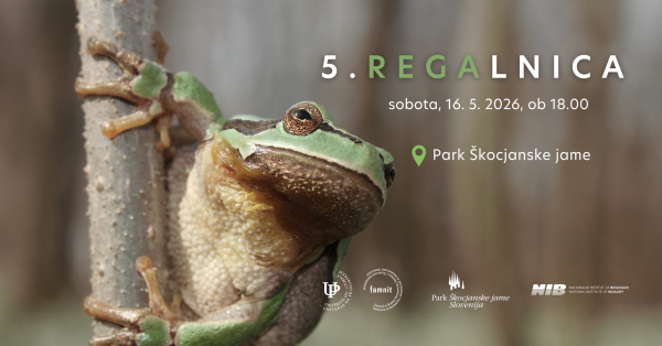 5. REGAlnica – popis zelene rege