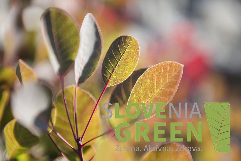 Razvojni dokumenti občine Sežana