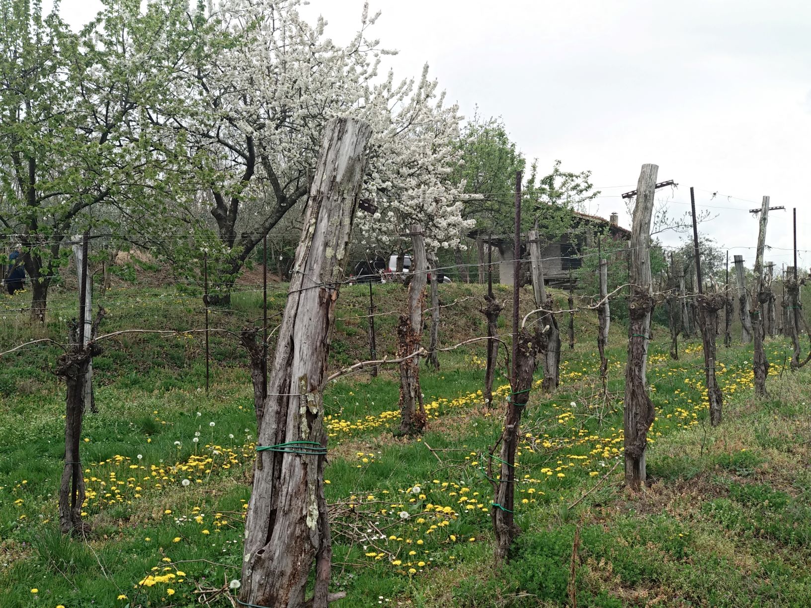 Vini Kralj – Degustazione nella fattoria Kralj