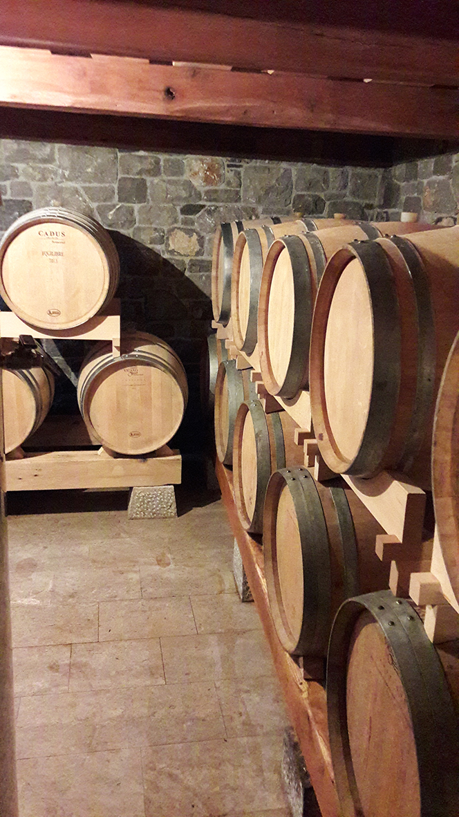 Azienda vinicola Pri Starčih - Tavčar – Degustazione di vini, visita dei vigneti e della cantina