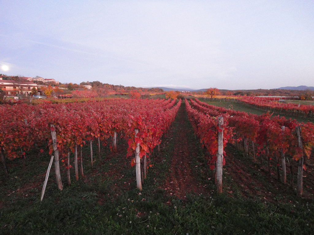 Weinverkostung, Besichtigung der Weingärten und des Weinkellers